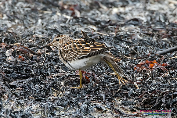 Pectoral Sandpiper