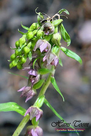 Helleborine Orchid 108