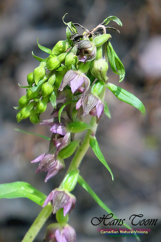 Helleborine Orchid 108