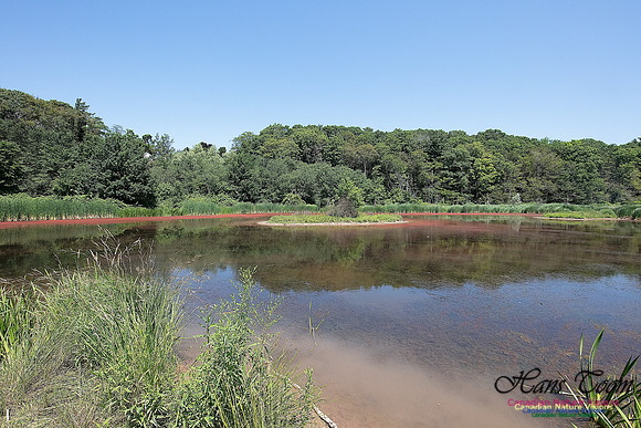 Miner's Marsh 54