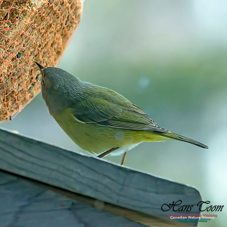 Orange-crowned Warbler 1