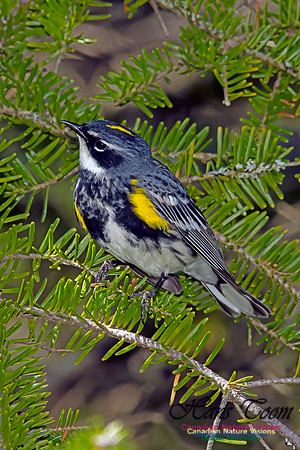 Yellow-rumped Warbler