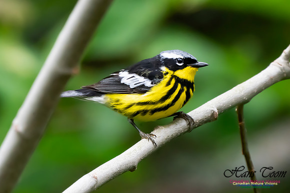 Magnolia Warbler 1051