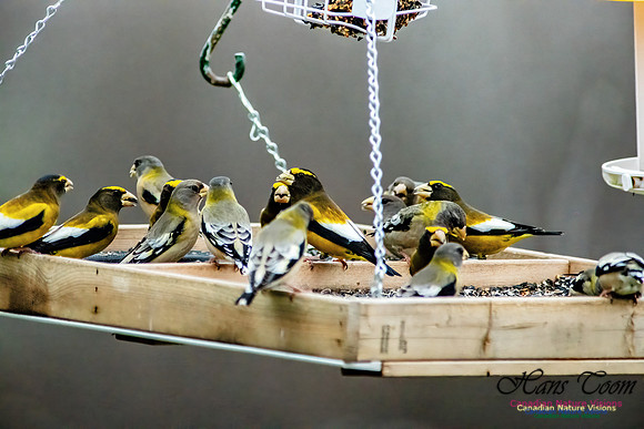 Evening Grosbeak 101
