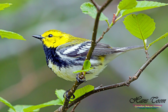 Black-throated Green Warbler 4