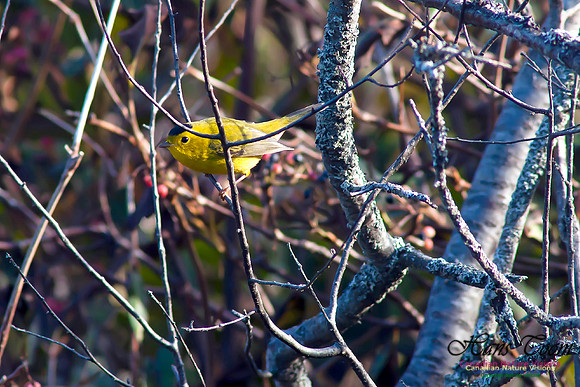 Wilson's Warbler