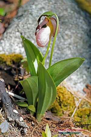 Pink Ladys Slipper Orchid