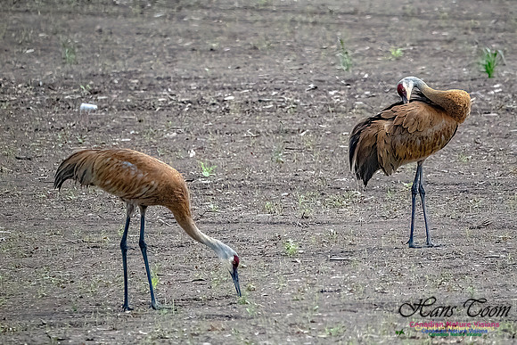 Sandhill Cranes 704