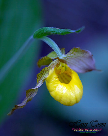 Yellow Lady's Slipper Orchid 102