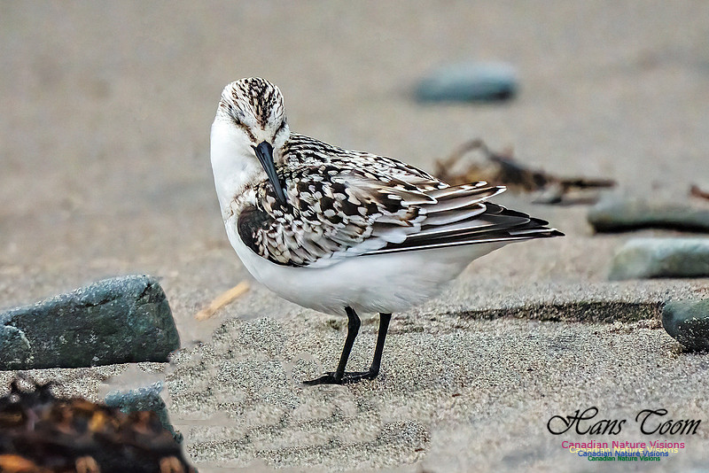 Sanderling 351