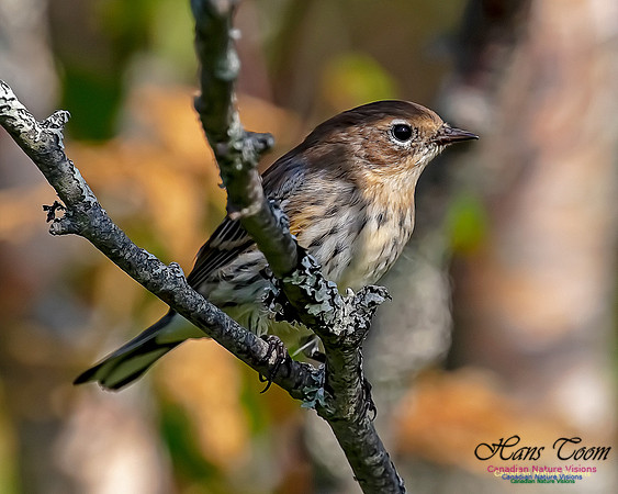 Yellow-rumped Warbler 202
