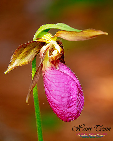 Pink Lady's Slipper Orchid 206