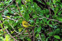 Wilson's Warbler