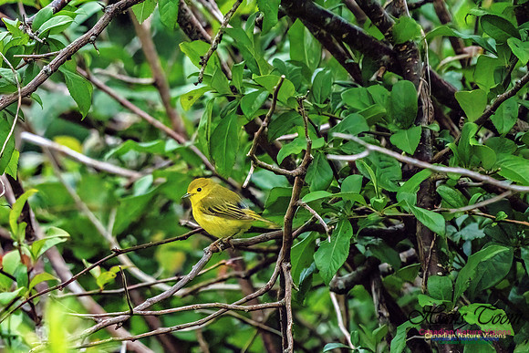 Wilson's Warbler 204