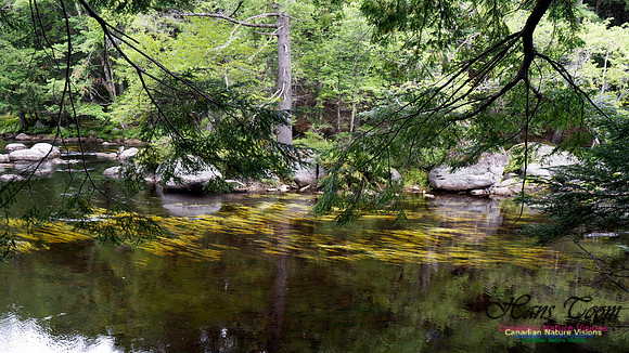 Woodland Walk Along Mersey River 108
