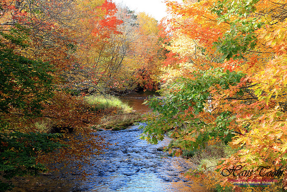 FallColours2016-1018