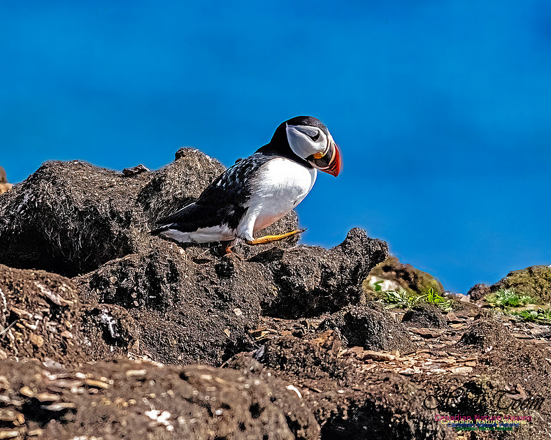 Elliston and Atlantic Puffins 140