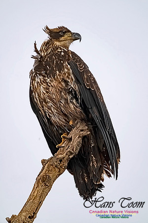 Bald Eagle 700