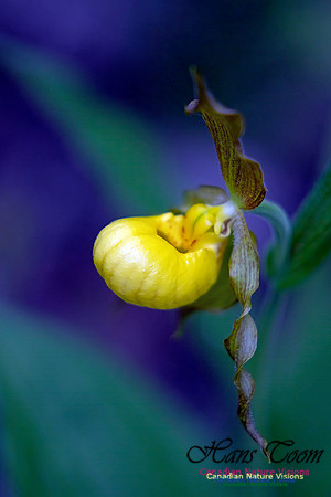 Yellow Lady's Slipper Orchid 101