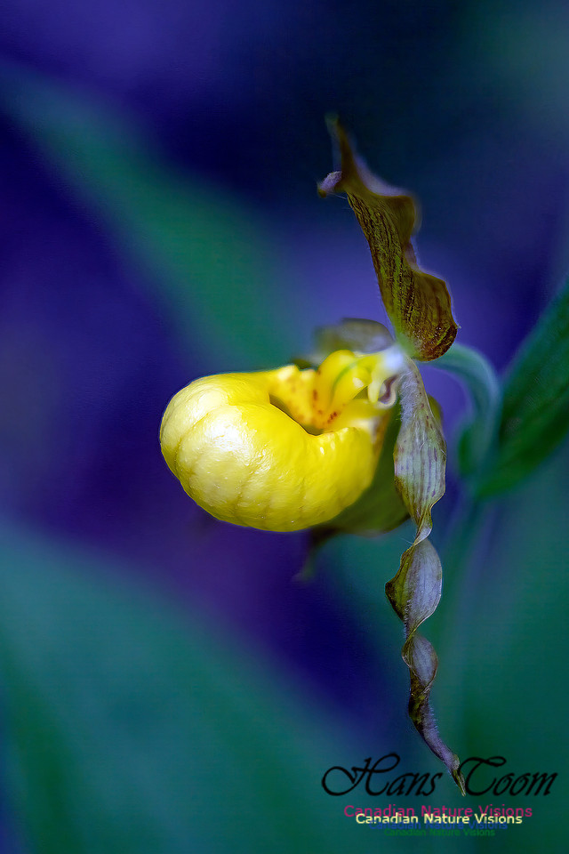 Yellow Lady's Slipper Orchid 101