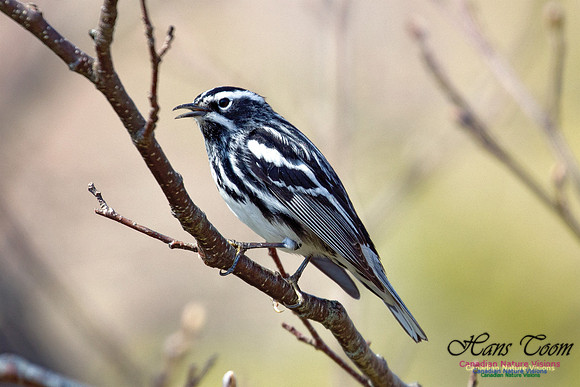 Black-and-White Warbler 2