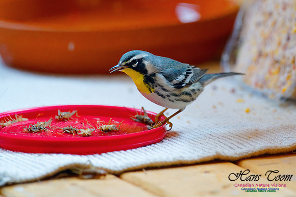 Yellow-throated Warbler 9