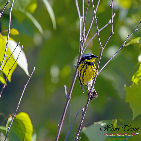 Magnolia Warbler 1