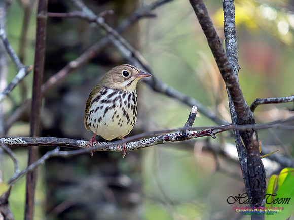 Ovenbird 7
