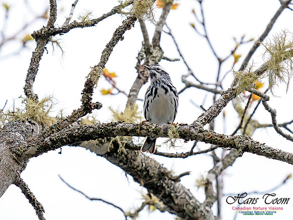 Black-and-White Warbler 1