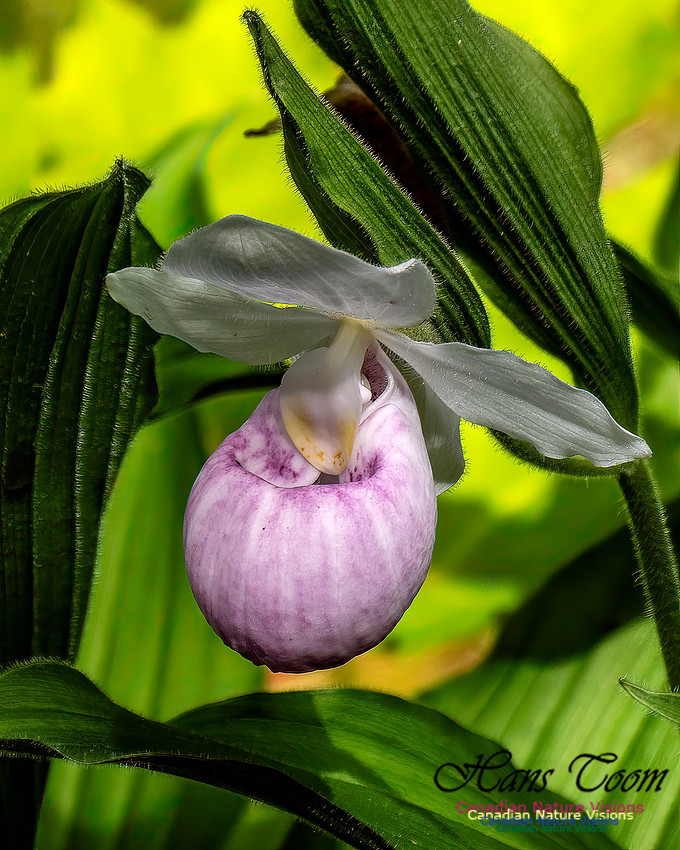 Showy Lady's Slipper Orchid 161
