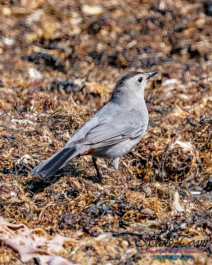 Grey Catbird 905