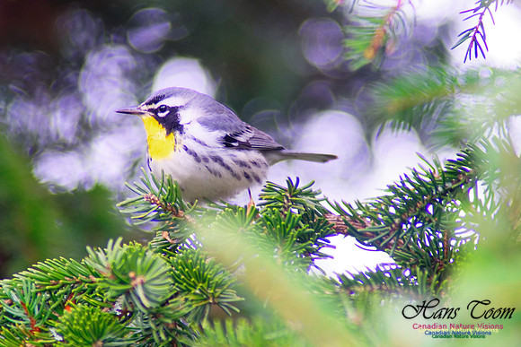 Yellow-throated Warbler 5