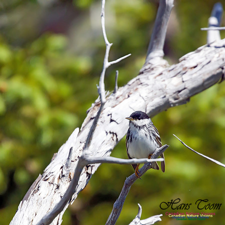 Blackpoll Warbler 4