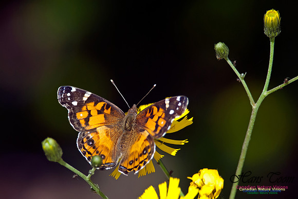 Painted Lady