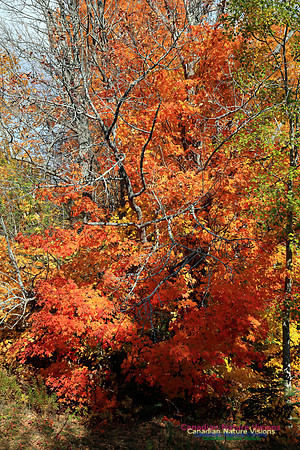 Maple Forest Fall Colours 2016