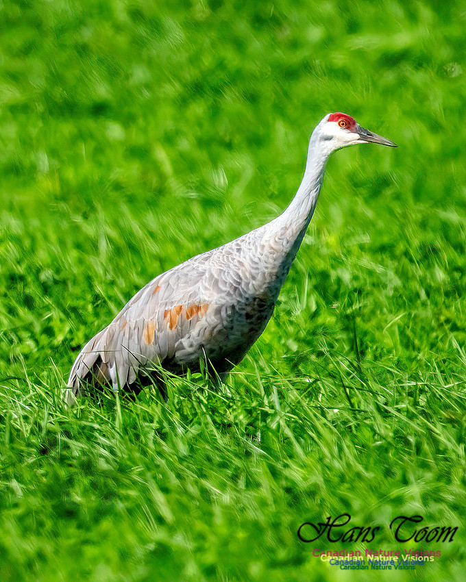 Sandhill Crane 352
