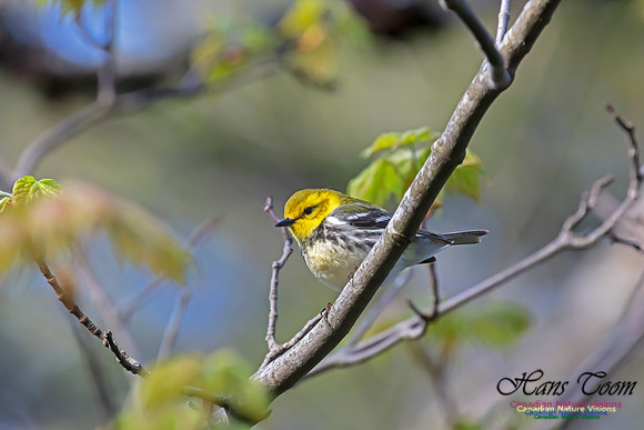 Black-throated Green Warbler 40