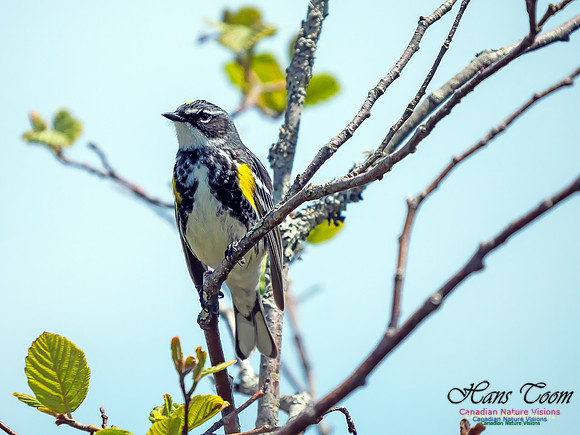 Yellow-rumped Warbler 1