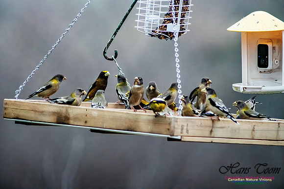 Evening Grosbeak 110