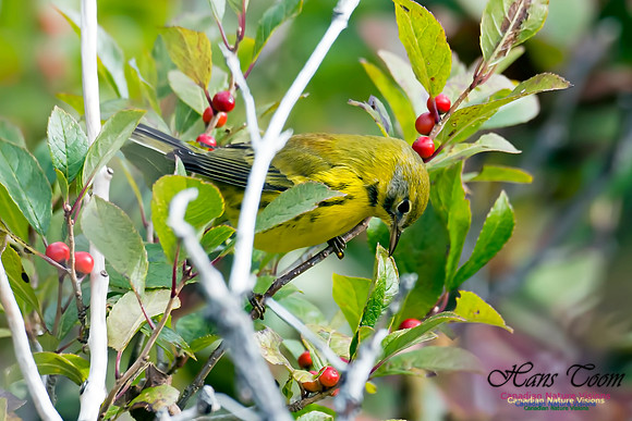 Prairie Warbler