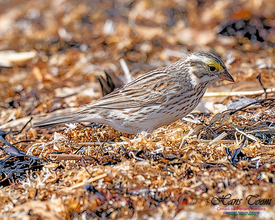 Ipswich Sparrow 711