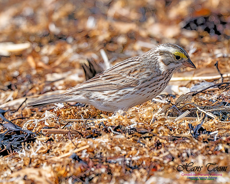 Ipswich Sparrow 711