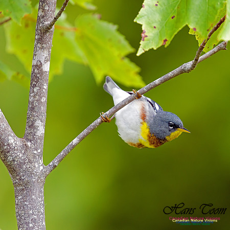 Northern Parula 5