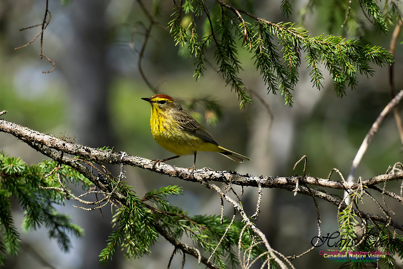 Palm Warbler 103