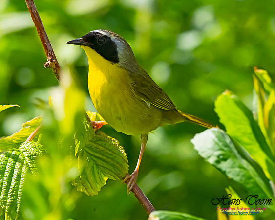 Common Yellowthroat 501