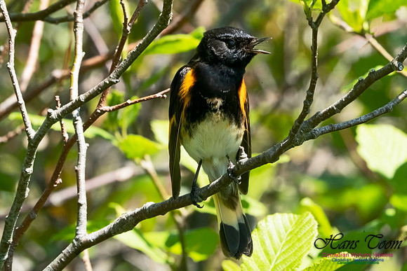 American Redstart 1004