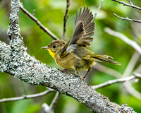 Common Yellowthroat