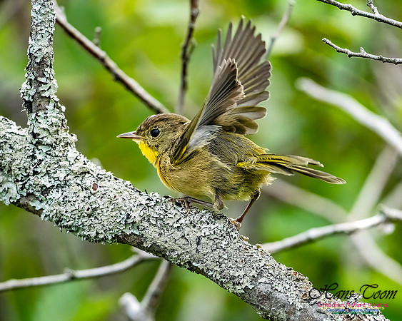 Common Yellowthroat 850
