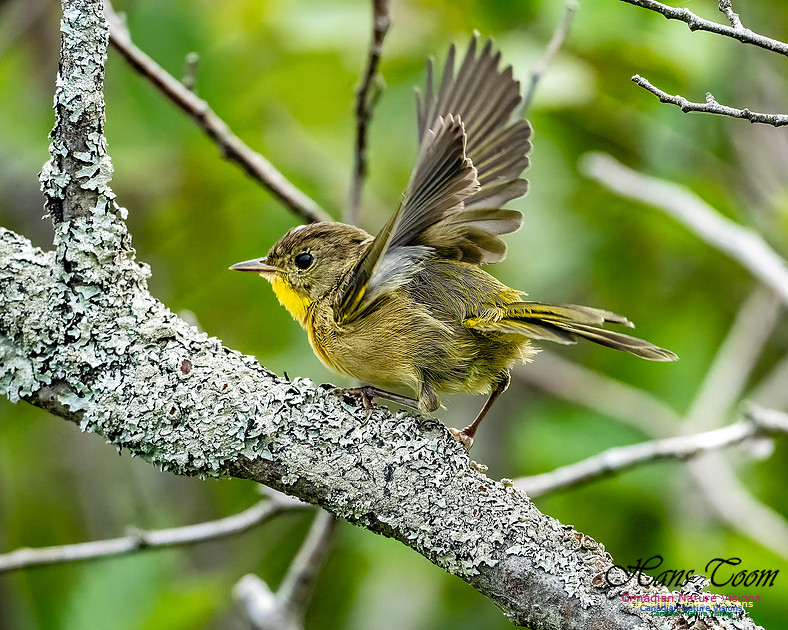 Common Yellowthroat 850