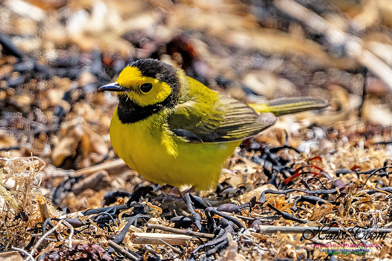 Hooded Warbler 705